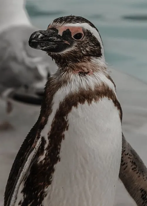 A close up of a penguin near a body of water.