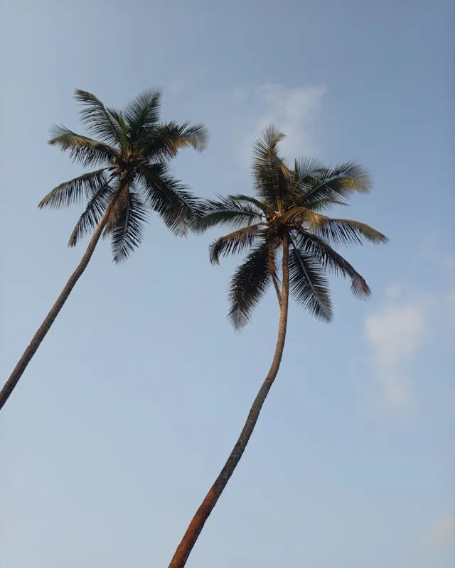 A couple of palm trees that are next to each other.